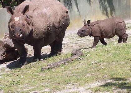 Rhinocéros braconnage