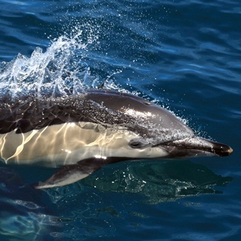 dauphins nature